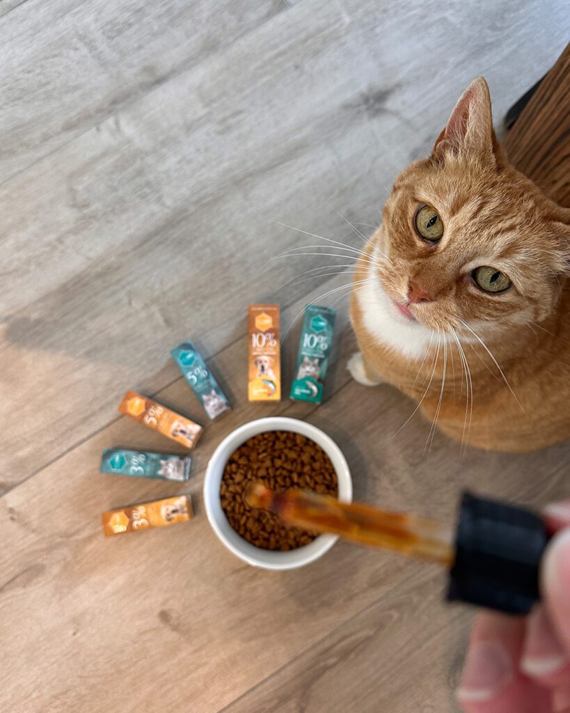 Orange cat looking up eagerly at a food bowl with CBD oil being added—representing pet CBD use for cats.