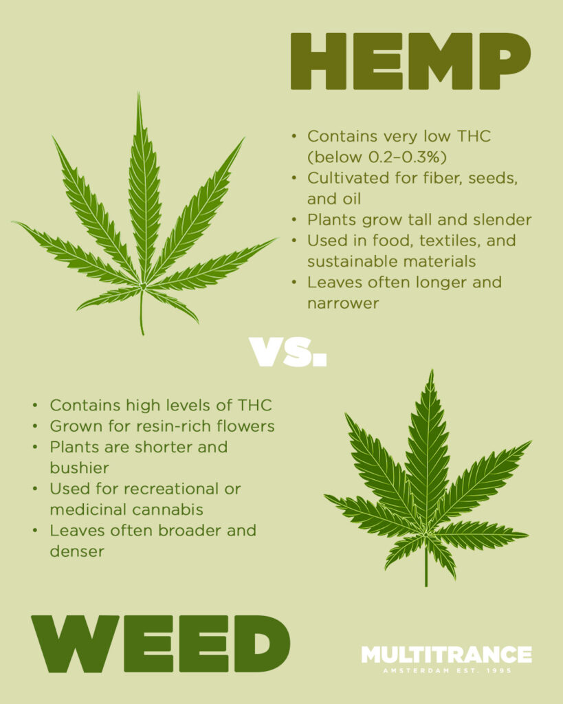 Hemp vs weed infographic showing differences in THC levels, plant structure, and leaf shape