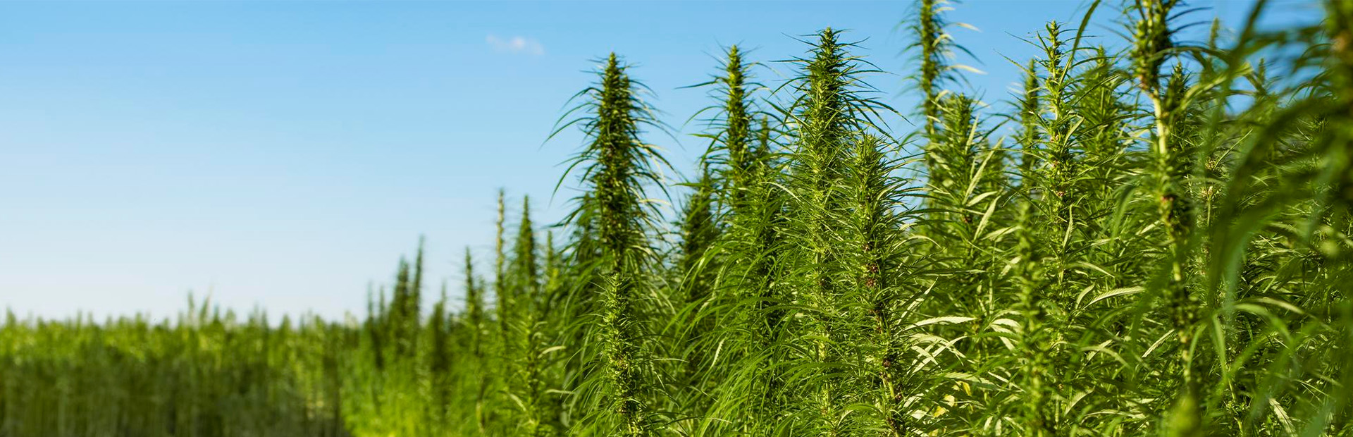 Difference between hemp and weed cannabis leaves comparison infographic