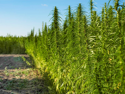 Industrial hemp plants growing in a field – cannabis sativa hemp crop